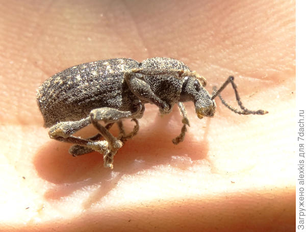 скосарь люцерновый