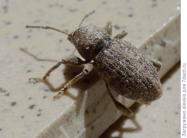 долглносик