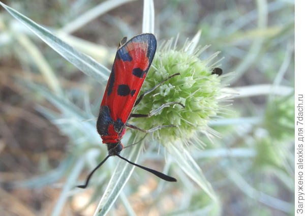 пестрянка весёлая на синеголовике