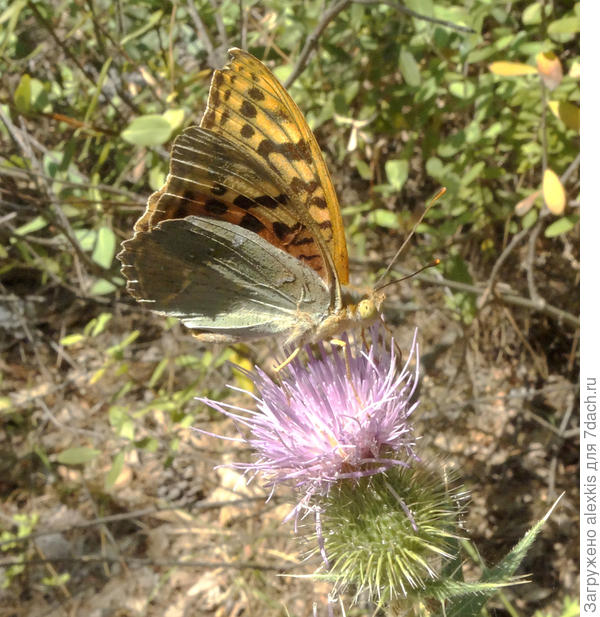 вид с боку самец