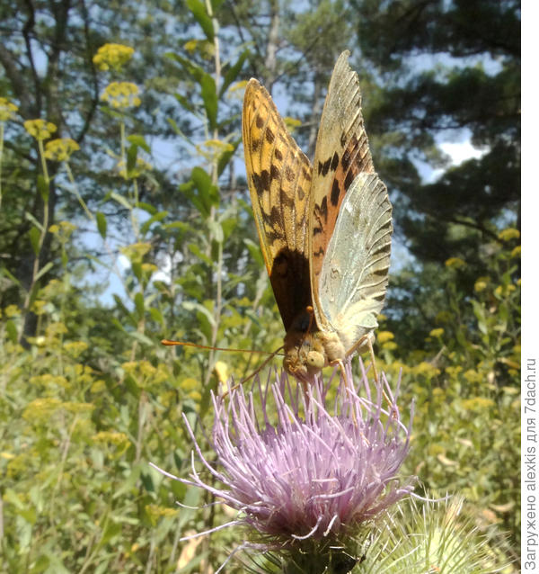 вид спереди самец