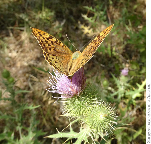 перламутровка пандора самец