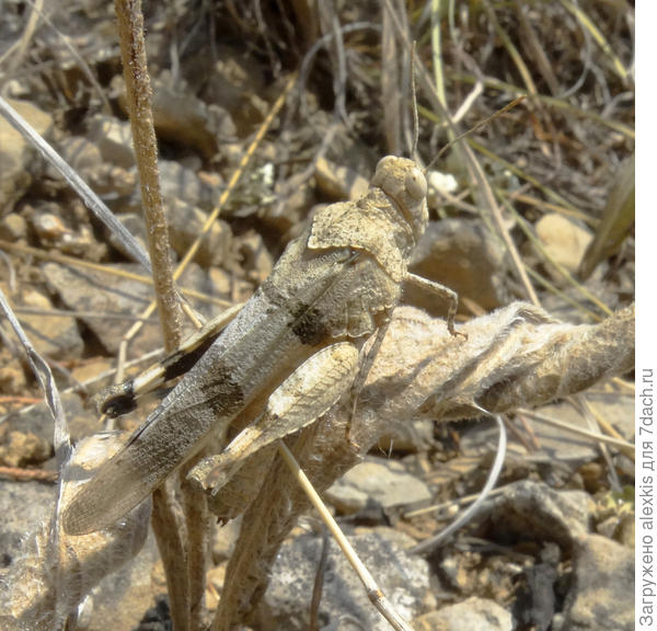 кобылка голубокрылая