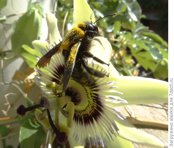 пора к следующему цветку