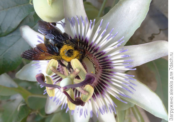 пока ест, набирается пыльцы