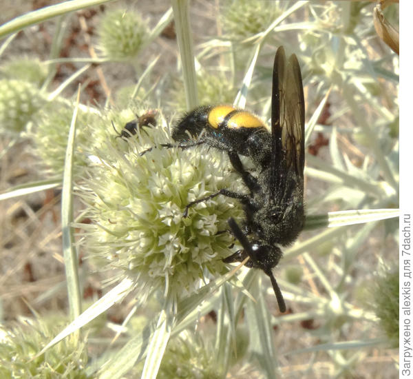 сколия степная