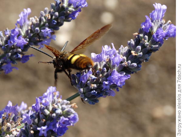 сколия гигантская
