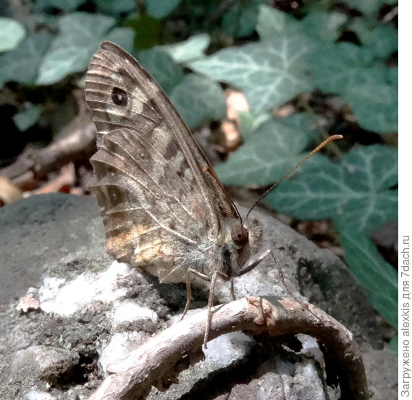 бархатница эгерия
