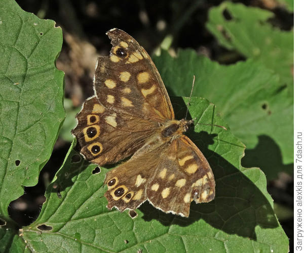 бархатница эгерия