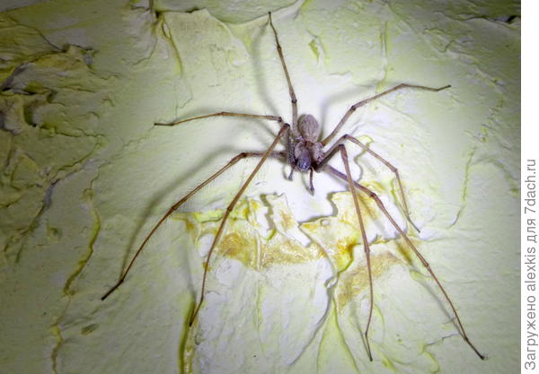 тегенария стеновая