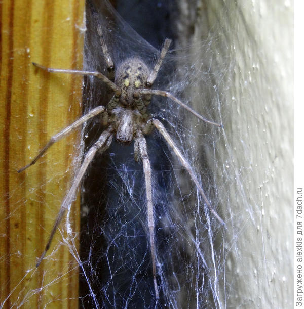 тегенария домовая