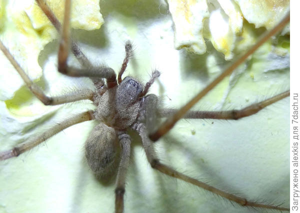 она же крупно