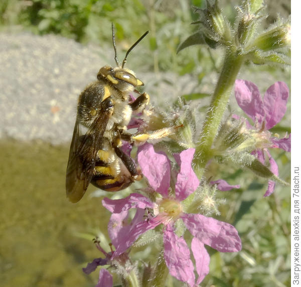 пчела шерстобит