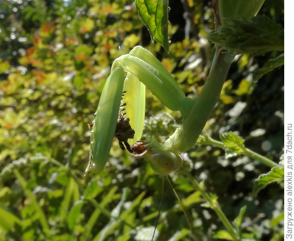 окончила головой