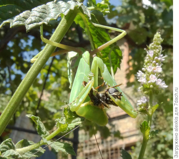 начала с брюшка