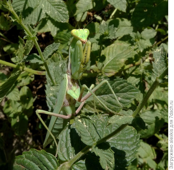 богомол на (взводе)