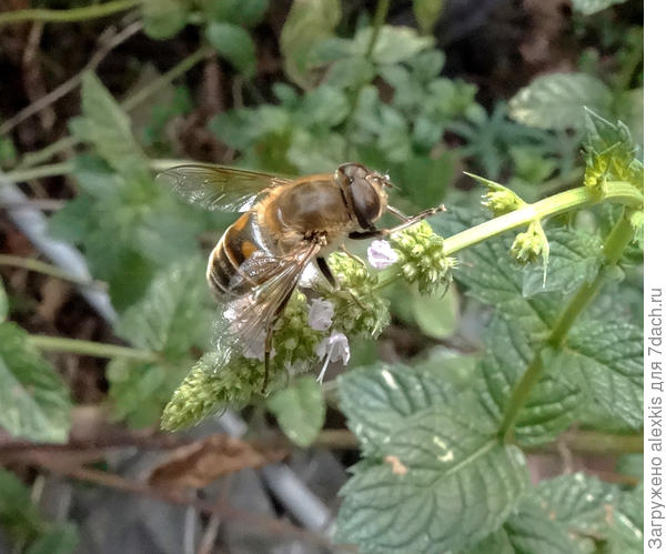 пчеловидка цепкая- потирает лапки