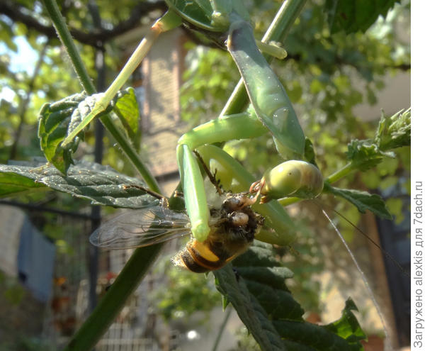 держит за лапы и крылья