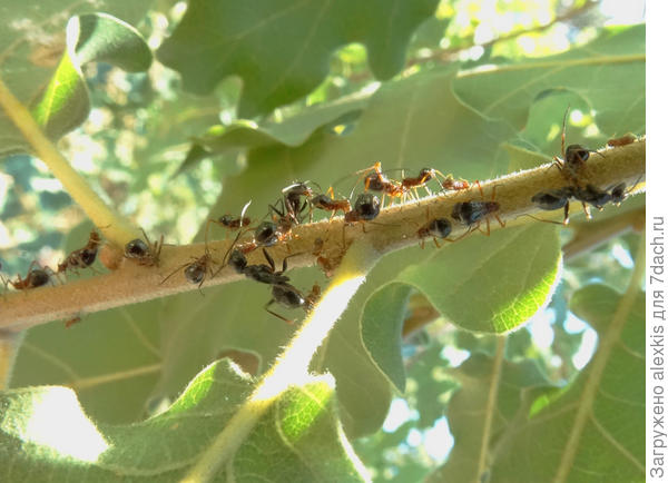 утренняя дойка