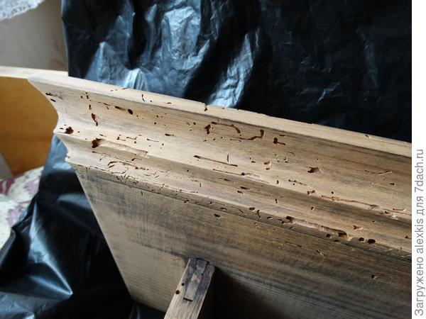 следы шашеля