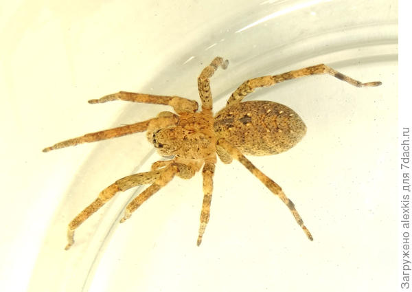 Zoropsis spinimana (Dufour, 1820).