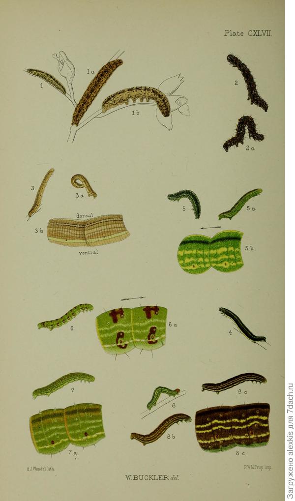 Гусеницы 4 х. возрастов пяденицы пурпурной.