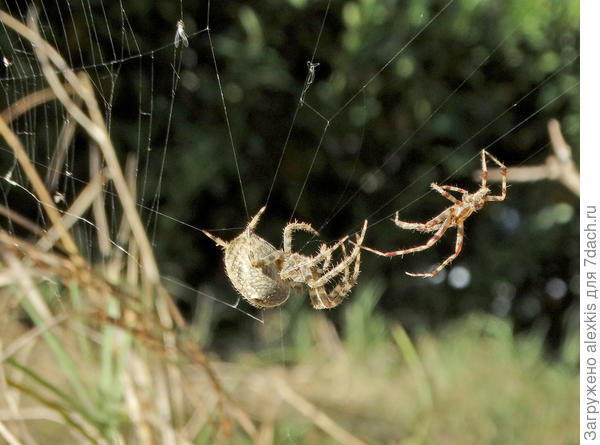 Первое осторожное касание самки.