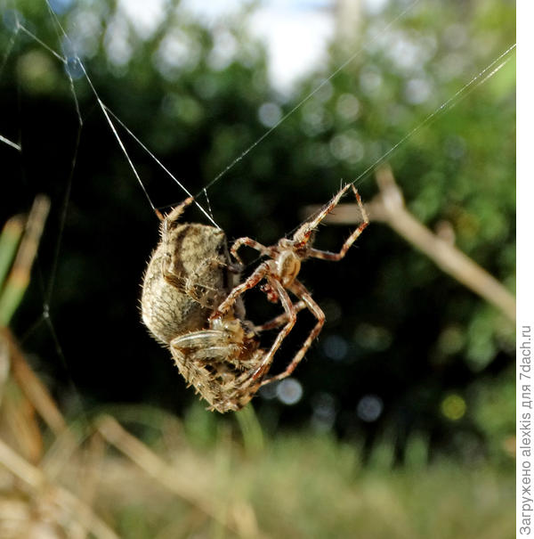 Наконец выбор удобного положения для спаривания.