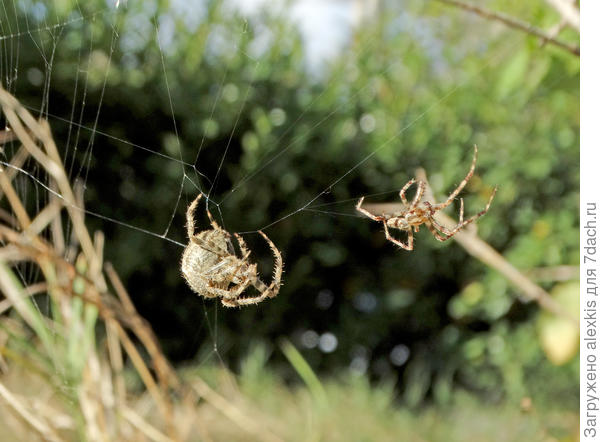 Страх смерти побеждает, на время.