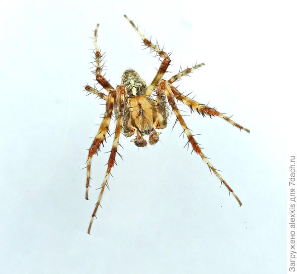 Самец после последней линьки.