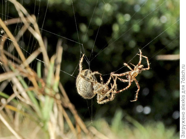 Самец на расстоянии вытянутых лап общается с самкой (примерно 7 минут), перебирая лапками.
