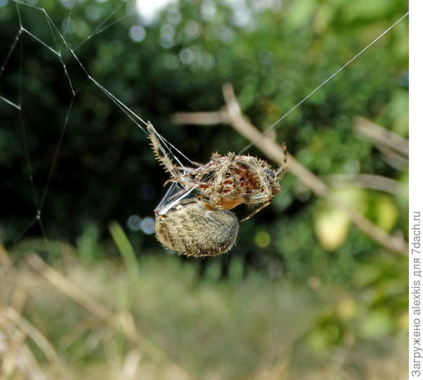 Смертельный поцелуй.