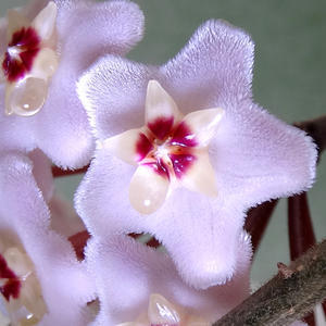 плачущая Хойя