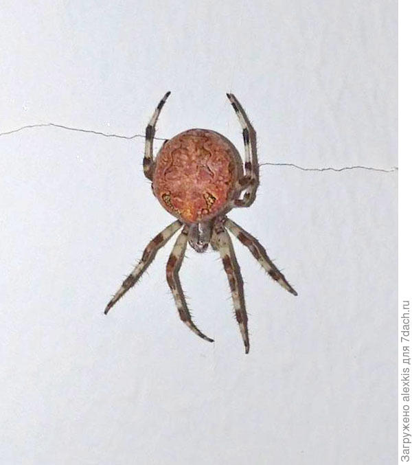 высветленный снимок.