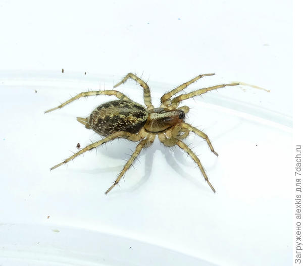 Самка вида Текстрикс зубчатый  Textrix denticulata (Olivier 1798).