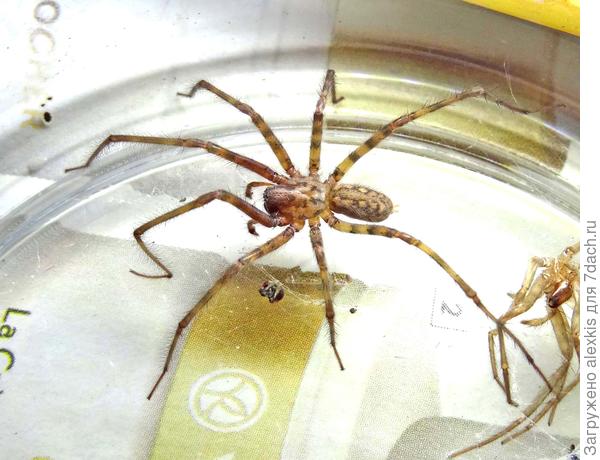 Самец вида Тегенария каменная Tegenaria lapicidinarum