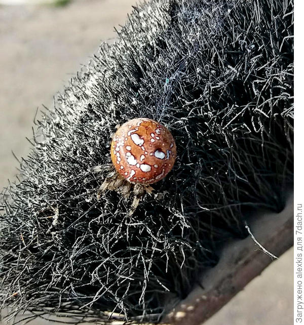 Красная форма окраски вида Araneus quadratus (Clerck, 1757).