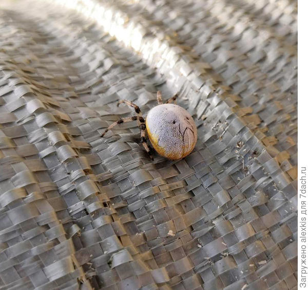Вариант окраски вида Araneus quadratus Clerck, 1757.