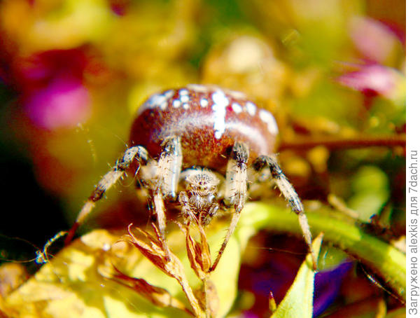 Самка вида Araneus quadratus (Clerck, 1757).