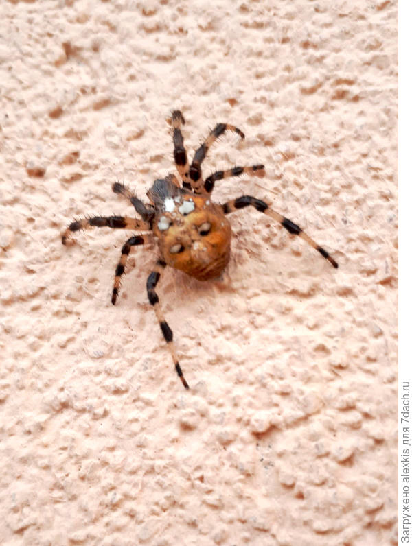 Araneus quadratus (Clerck, 1757).вариант.