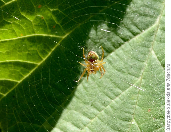 Araniella cucurbitina на своей сети.