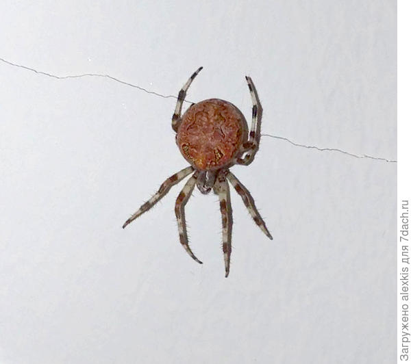 Форма окраски Araneus marmoreus Clerck, 1752.