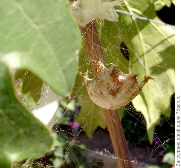 Кокон Argiope lobata