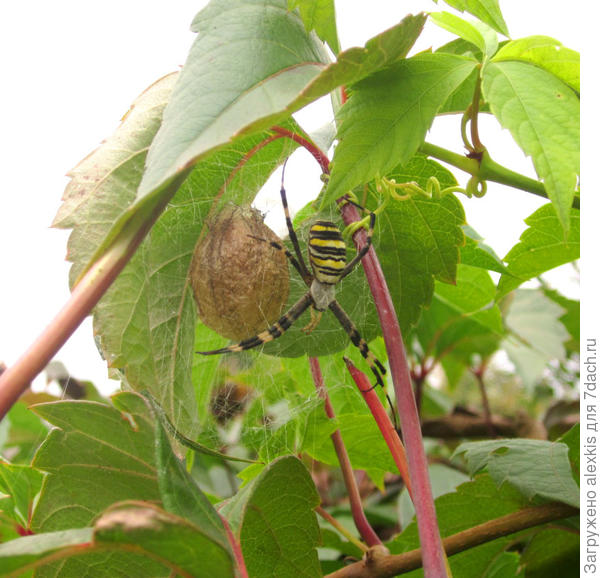 Самка Argiope bruennichi возле кокона.