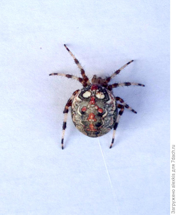 Одна из форм Araneus marmoreus.