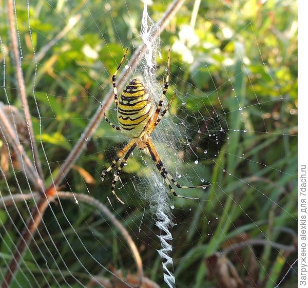 Самка Argiope bruennichi.