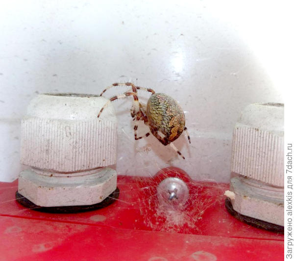 Araneus marmoreus (Clerck, 1752).