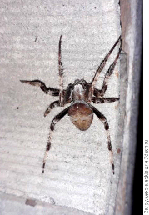 Gibbaranea bituberculata (Walckenaer, 1802).