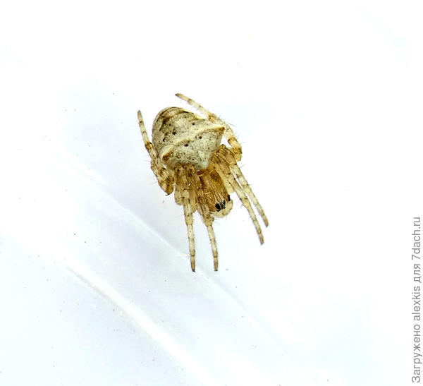 Самка вида Gibbaranea bituberculata (Walckenaer, 1802)