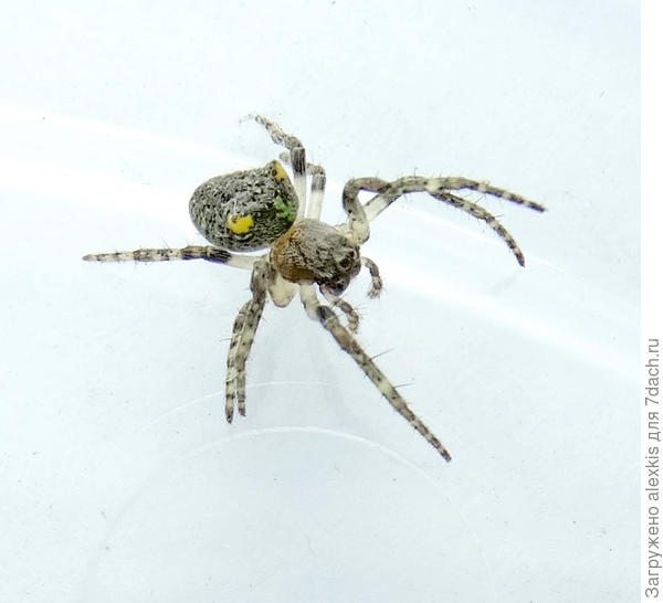 Самка вида Gibbaranea gibbosa (Walckenaer, 1802).